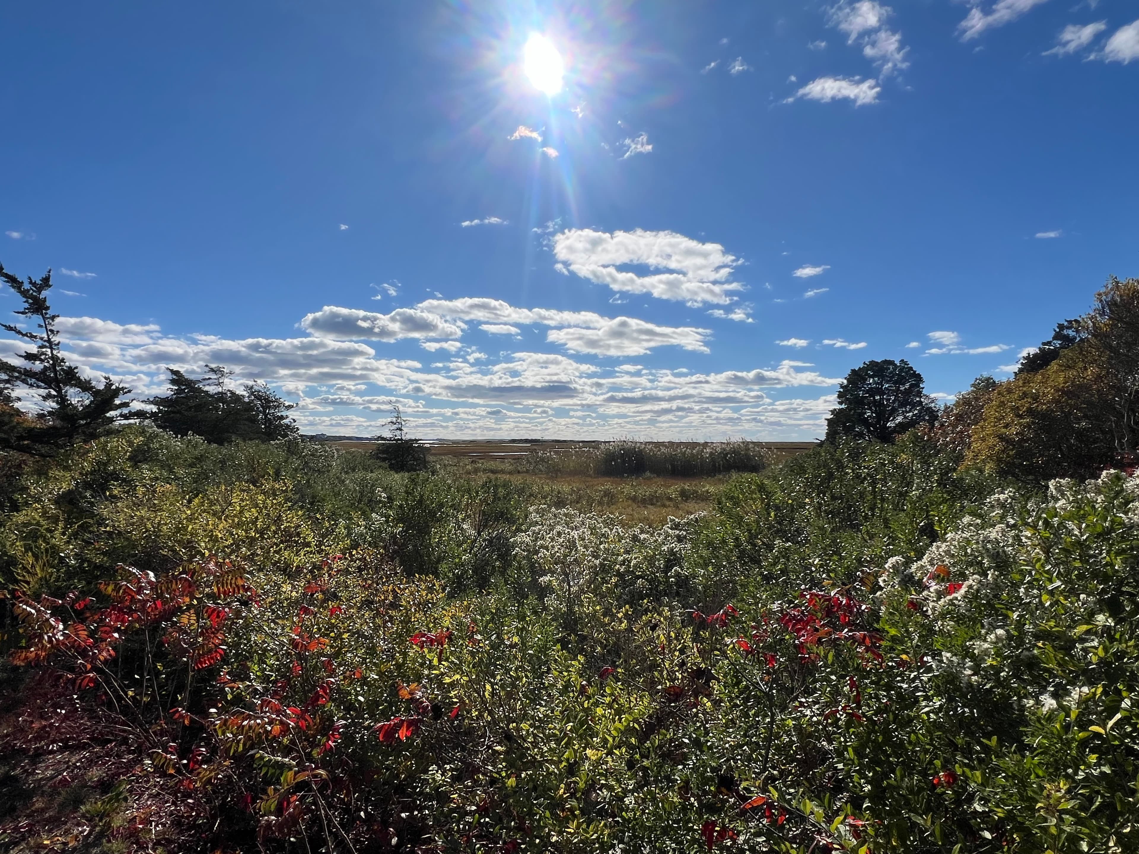 cape cod