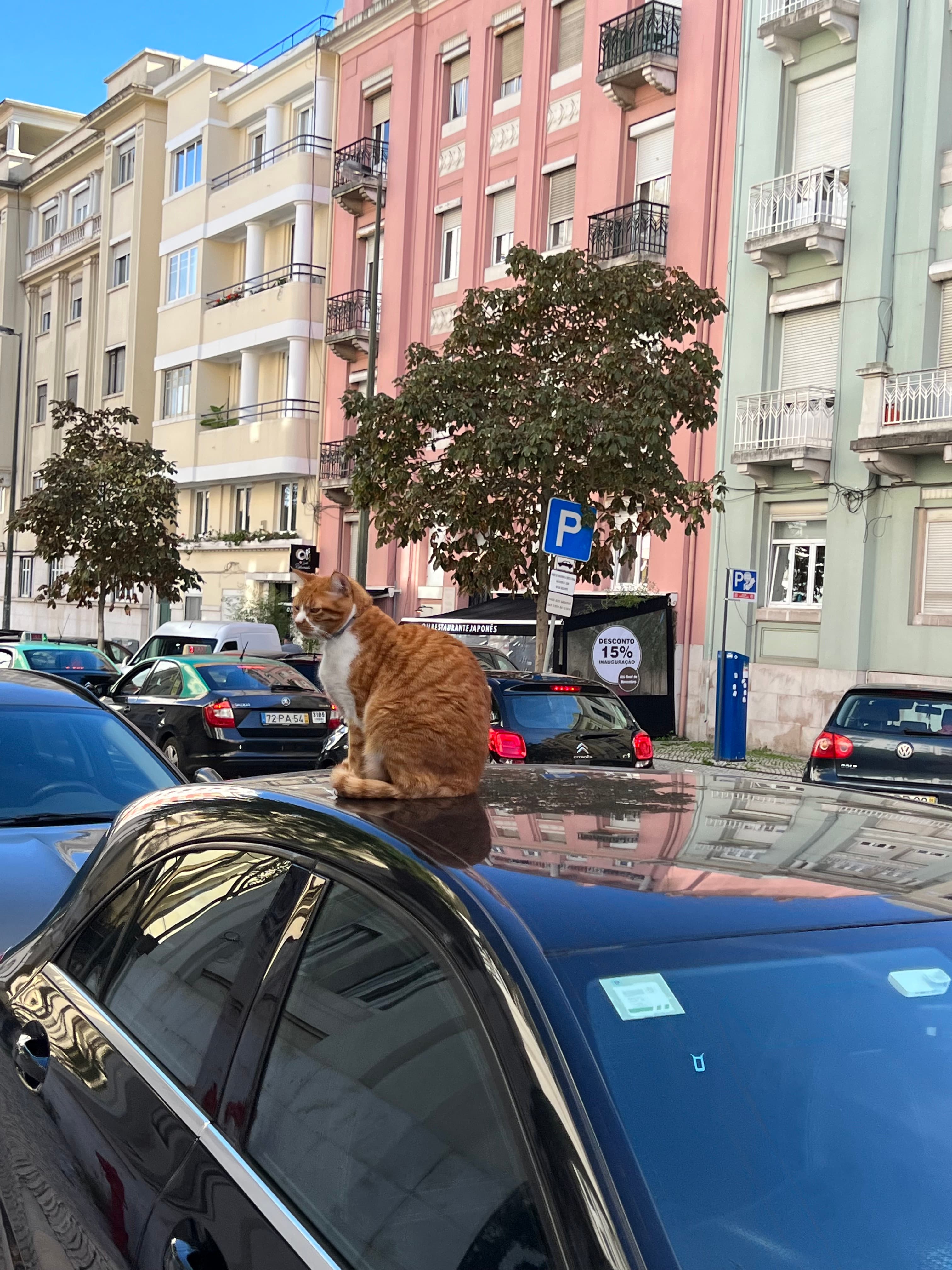 cat in lisbon